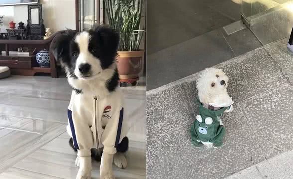 狗狗训练技巧，利用狗的记忆规律提高训练