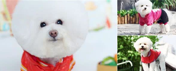 呆萌的比熊犬适合当伴侣犬吗?