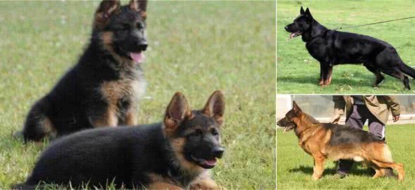 狗主人寄养德国牧羊犬要注意哪些问题呢?