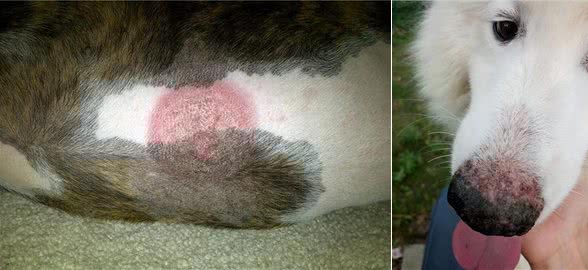 8种幼犬常见的疾病,你知道几个?