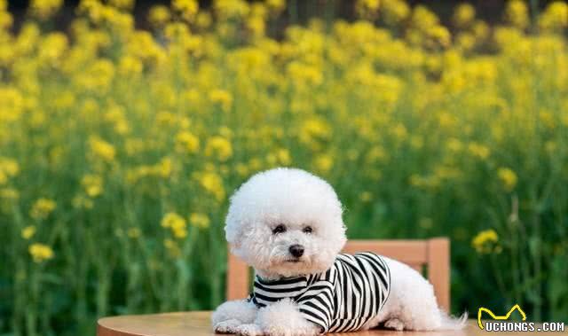 黑科技再现!重新定义遛狗:Roam350虚拟狗绳的潜力与挑战