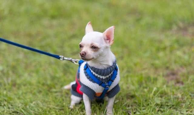 黑科技再现!重新定义遛狗:Roam350虚拟狗绳的潜力与挑战