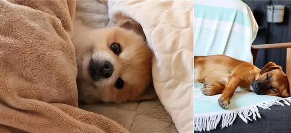 你知道吗?在狗狗眼里能上床睡觉，可不是小事一桩!