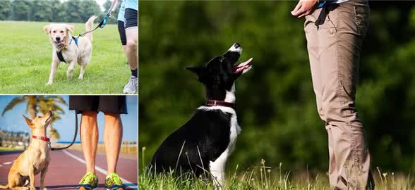 狗狗出门撒手没?主人一定要对狗狗做召回训练