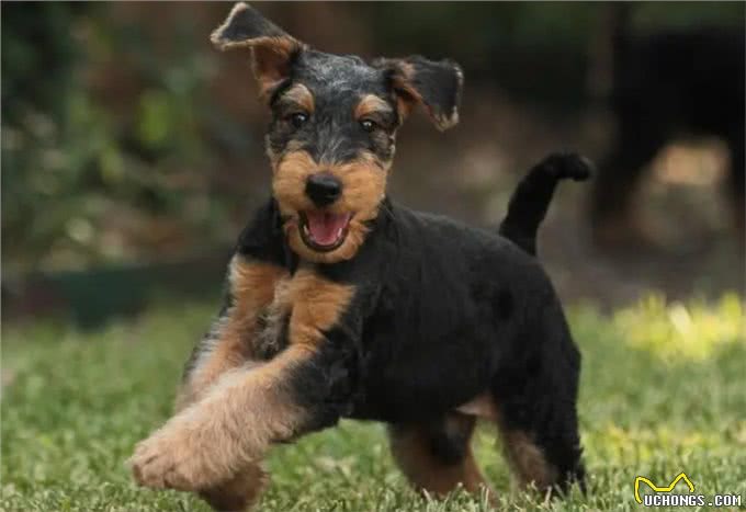 你绝对没听过的狗狗品种，有狗中万金油之称的万能梗!