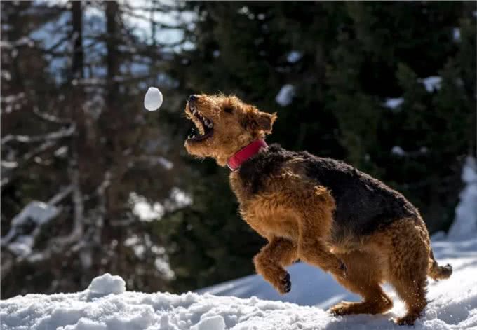 你绝对没听过的狗狗品种，有狗中万金油之称的万能梗!