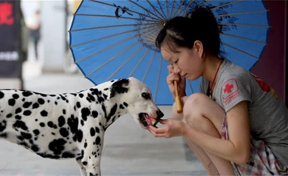 训练狗狗外出时不随便乱吃东西不捡食