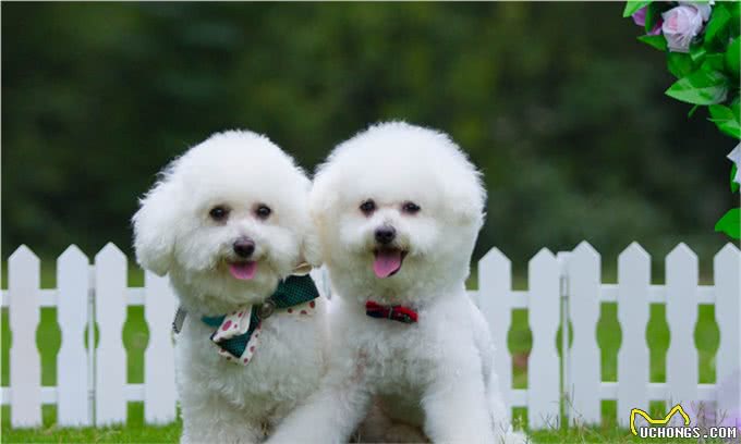 比熊犬怎么养，饲养比熊犬的正确方法