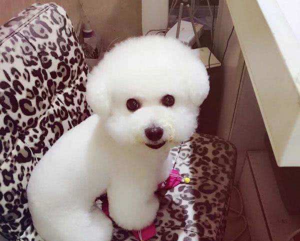 比熊犬怎么养，饲养比熊犬的正确方法