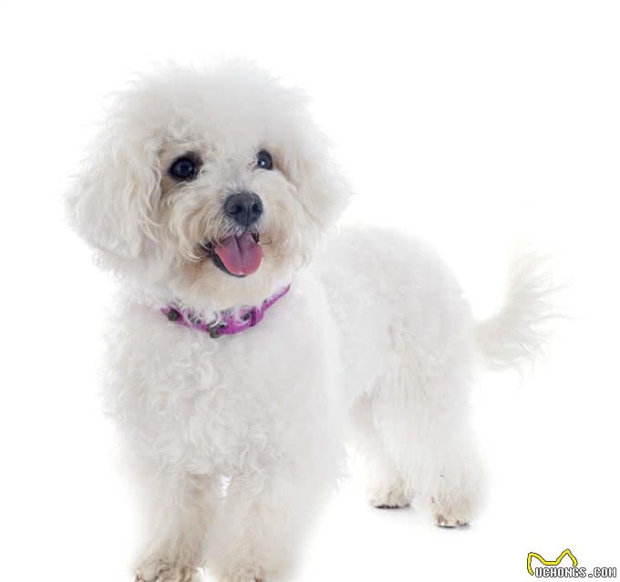 比熊犬怎么养，饲养比熊犬的正确方法