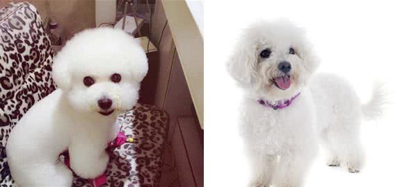 比熊犬怎么养，饲养比熊犬的正确方法