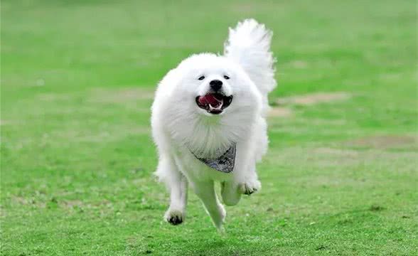 为大型犬正名:我们只是长得大,我们一点儿也不凶~