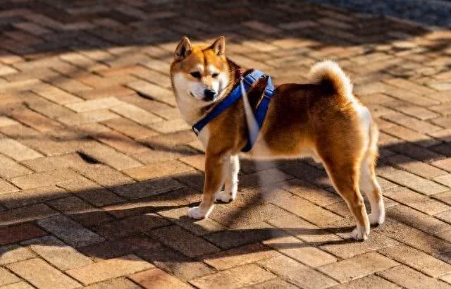 为什么狗追逐它们的尾巴?