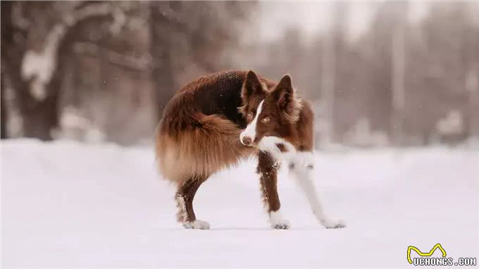 为什么狗追逐它们的尾巴?