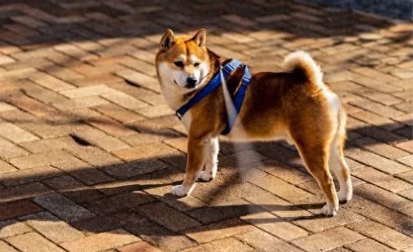 为什么狗追逐它们的尾巴?