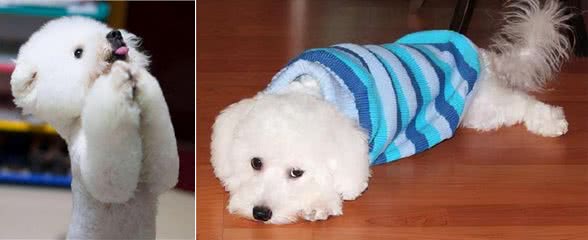 有什么狗聪明易训练，值得饲养?网友:这6种狗很不错