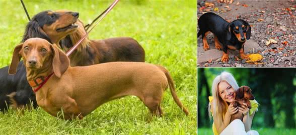 有人知道獾狗吗?它真名是腊肠犬呀，快来看看吧