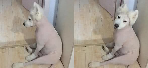 为了家里干净，主人带萨摩去剃光了毛发，隔天去看时有些心疼了