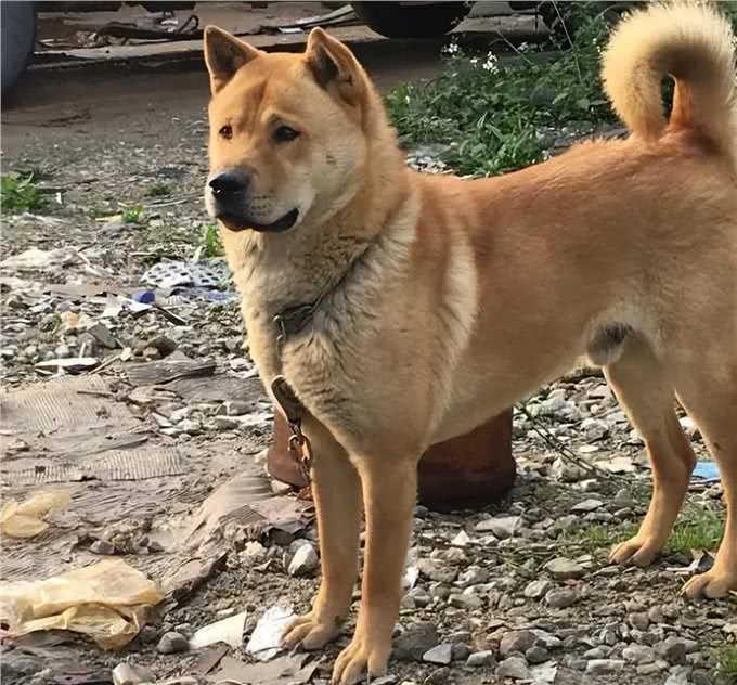 田园犬与宠物犬，有什么区别?