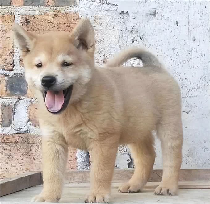 田园犬与宠物犬，有什么区别?