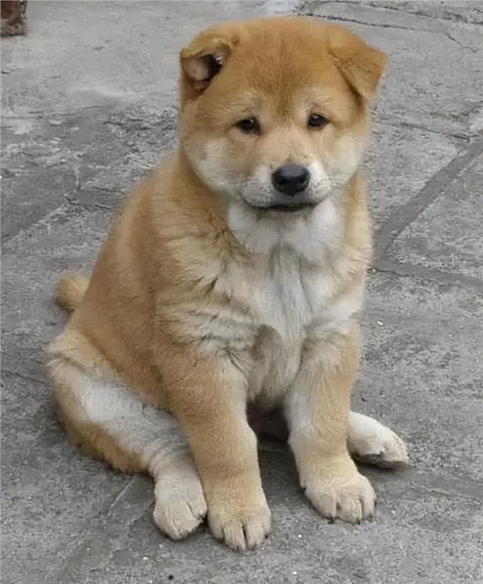 田园犬与宠物犬，有什么区别?