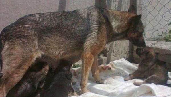 狗狗在墓园里筑窝产仔，得到消息家人找过来失声痛哭