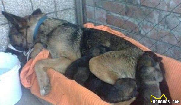 狗狗在墓园里筑窝产仔，得到消息家人找过来失声痛哭