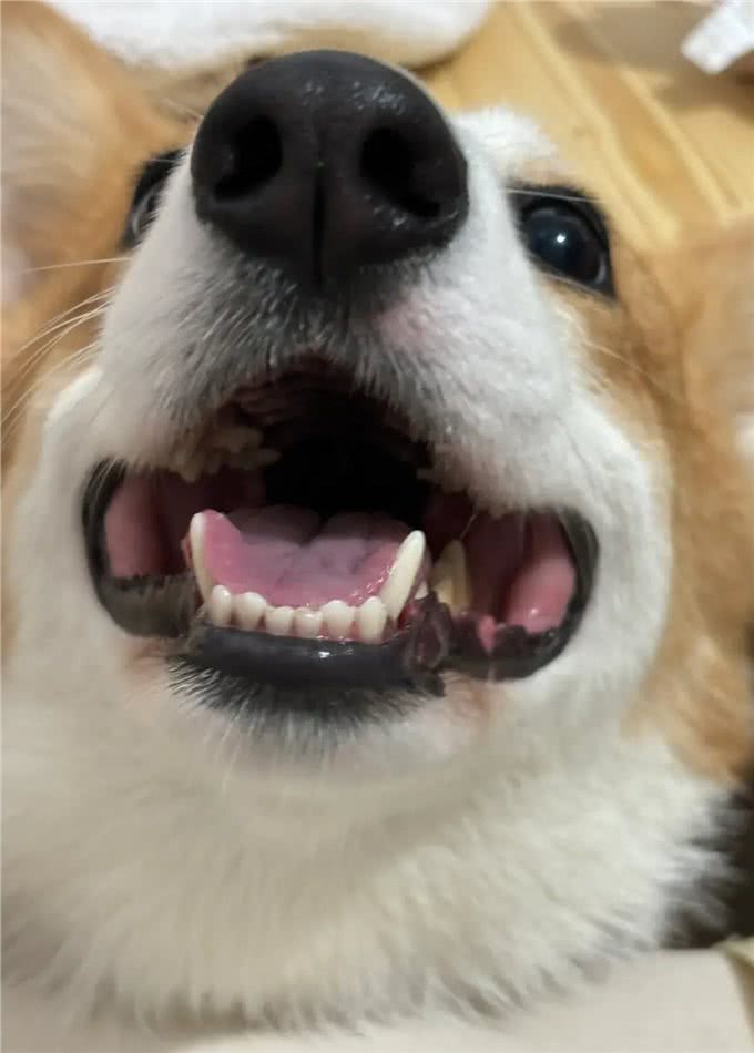 狗狗的体重需要控制吗?