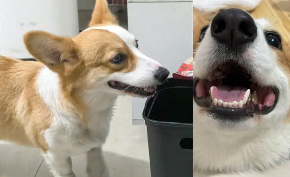 狗狗的体重需要控制吗?