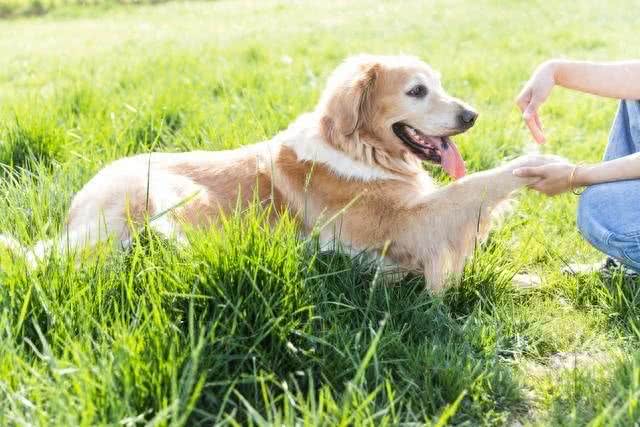 独家秘籍:教狗狗在卫生间上厕所，轻松打造干净家居环境!
