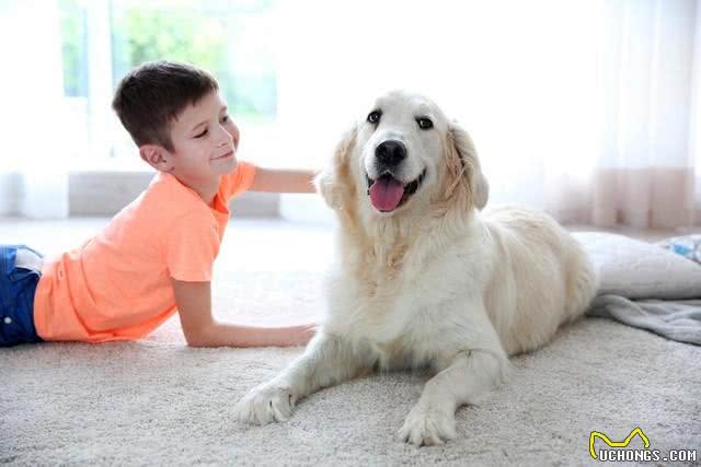 独家秘籍:教狗狗在卫生间上厕所，轻松打造干净家居环境!