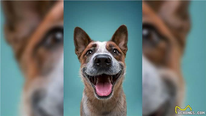 独家秘籍:教狗狗在卫生间上厕所，轻松打造干净家居环境!