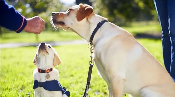 独家秘籍:教狗狗在卫生间上厕所，轻松打造干净家居环境!
