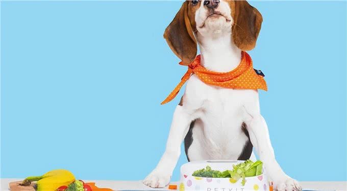 独家秘籍:教狗狗在卫生间上厕所，轻松打造干净家居环境!