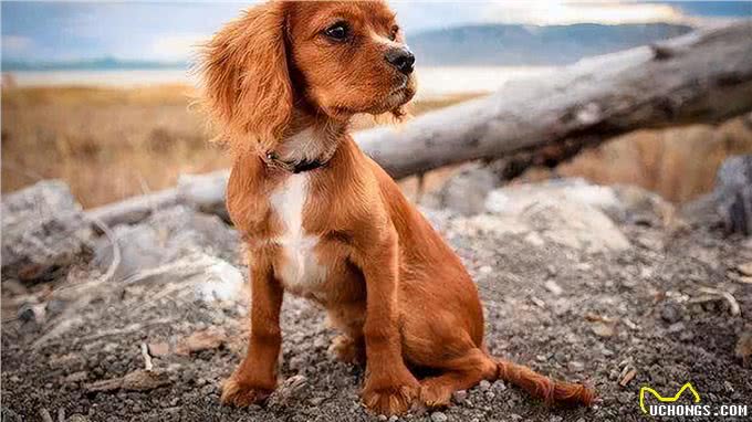 独家秘籍:教狗狗在卫生间上厕所，轻松打造干净家居环境!