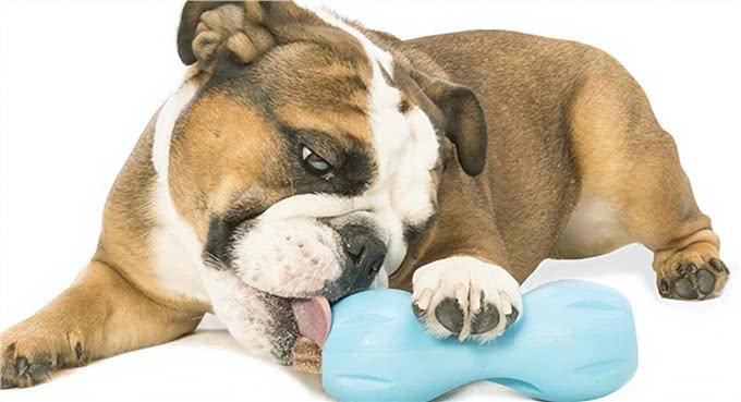 独家秘籍:教狗狗在卫生间上厕所，轻松打造干净家居环境!