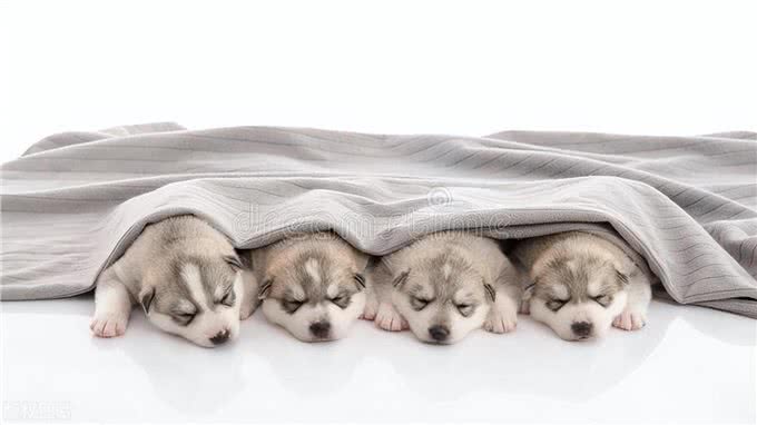 小狗睡觉一抖一抖什么原因?解析幼犬睡眠中的抖动现象