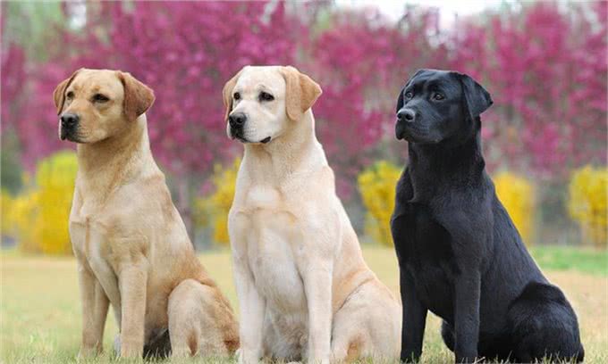 五种迷人的狗狗品种，有你认识的吗?