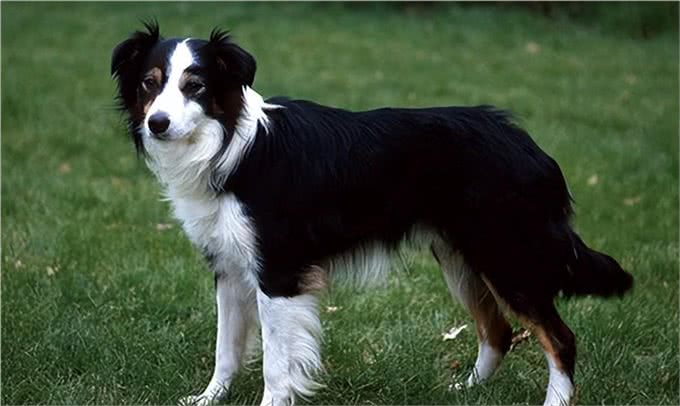 五种迷人的狗狗品种，有你认识的吗?