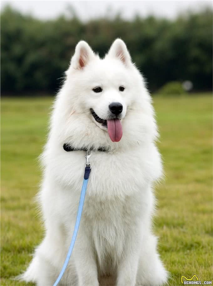 五种迷人的狗狗品种，有你认识的吗?