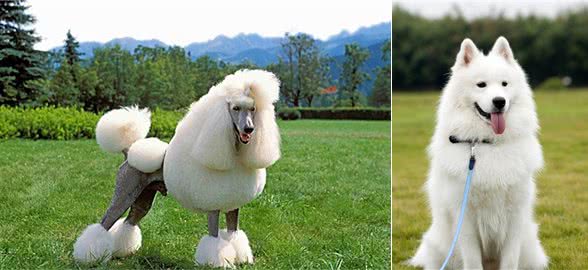 五种迷人的狗狗品种，有你认识的吗?