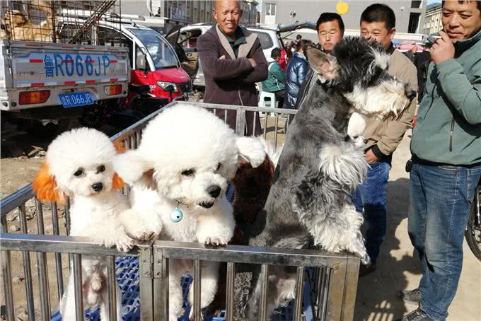 老祖宗：挑狗记住这6点，包你选到健康狗