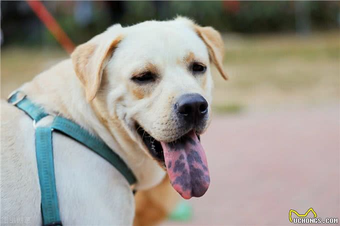 老祖宗：挑狗记住这6点，包你选到健康狗