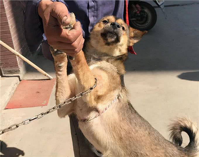 老祖宗：挑狗记住这6点，包你选到健康狗