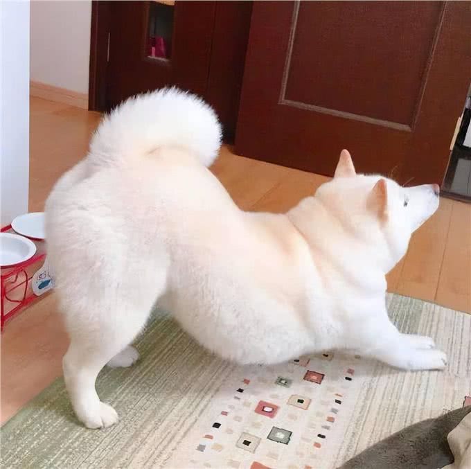 老祖宗：挑狗记住这6点，包你选到健康狗