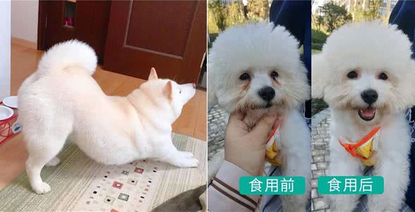 老祖宗：挑狗记住这6点，包你选到健康狗