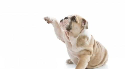 神犬乔巴:7种让狗狗肥胖的原因