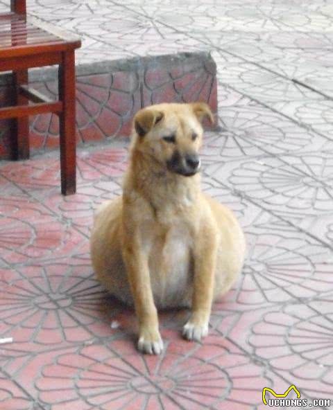 神犬乔巴:7种让狗狗肥胖的原因