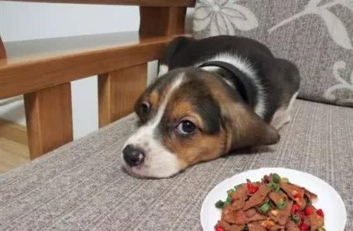 神犬乔巴:7种让狗狗肥胖的原因