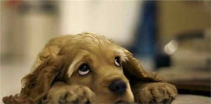 神犬乔巴:7种让狗狗肥胖的原因